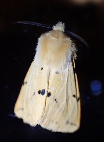 Spilosoma lutea